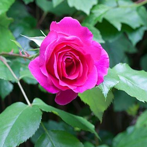 Rosier hybride de thé au parfum intense rappellant les roses de Damas.